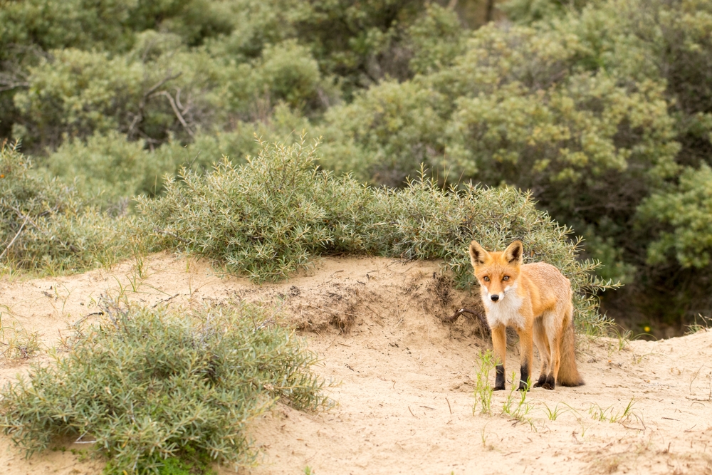 Young,Red,Fox,Standing,On,The,Sand,In,The,Dunes