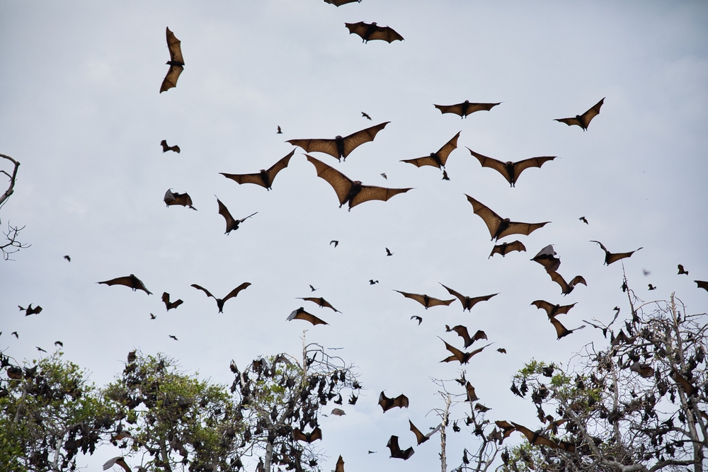 Hundreds,Of,Flying,Foxes,Fly,Towards,Cloudy,Sky,,Among,Them